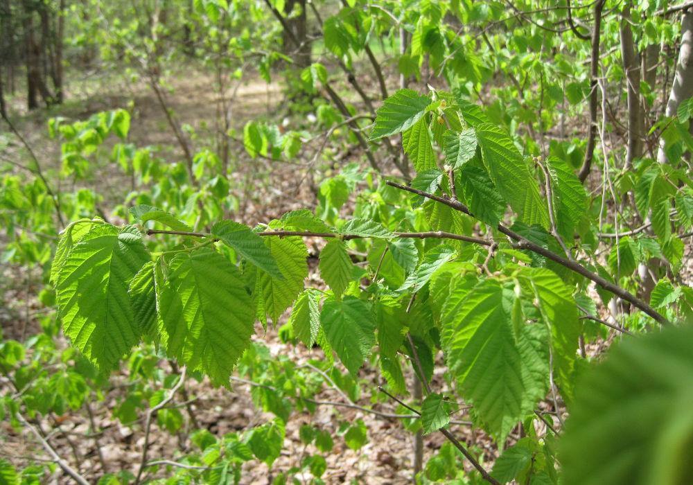 Le rôle des antioxydants - Pur Noisetier | Pure Hazelwood