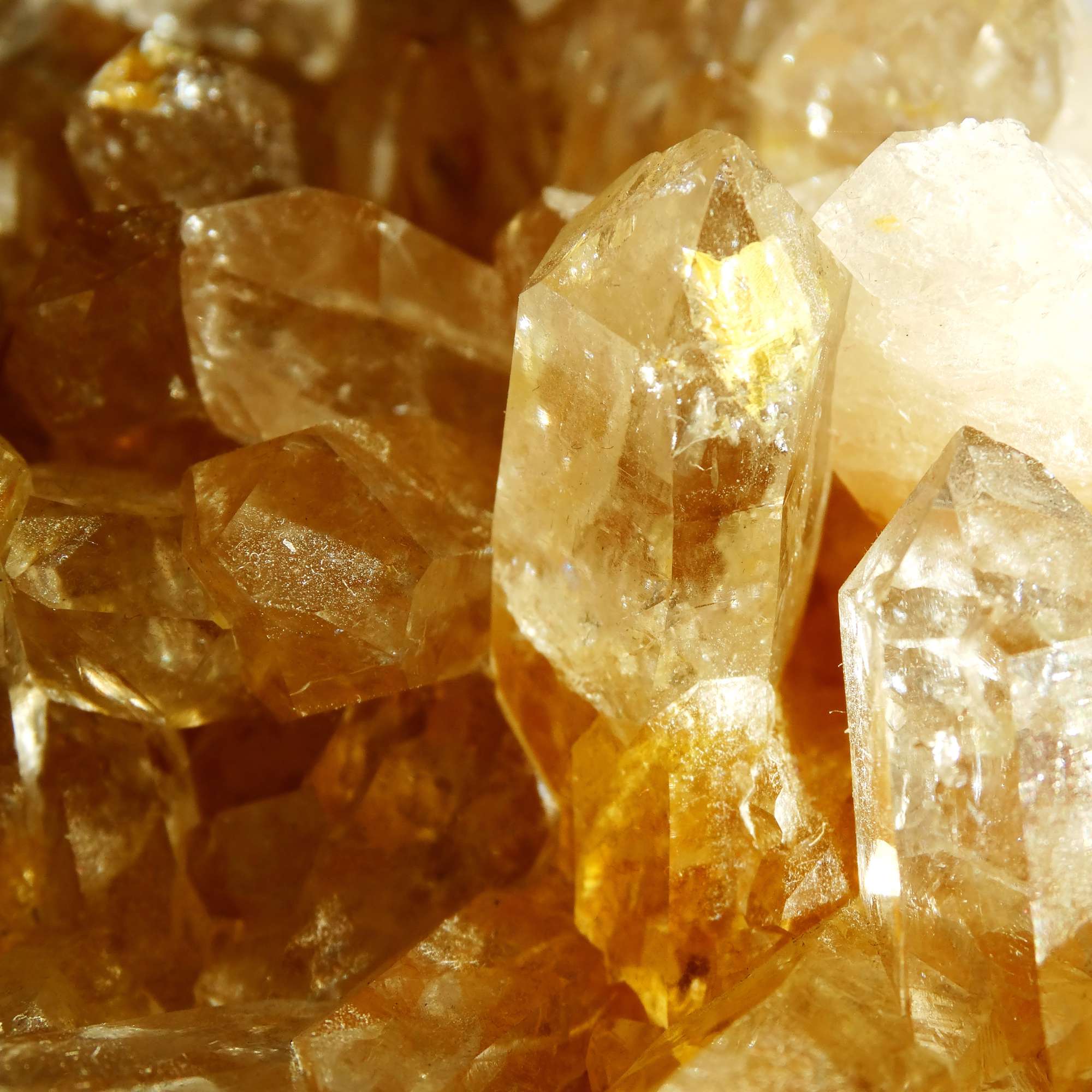 Citrine - Pur Noisetier | Pure Hazelwood