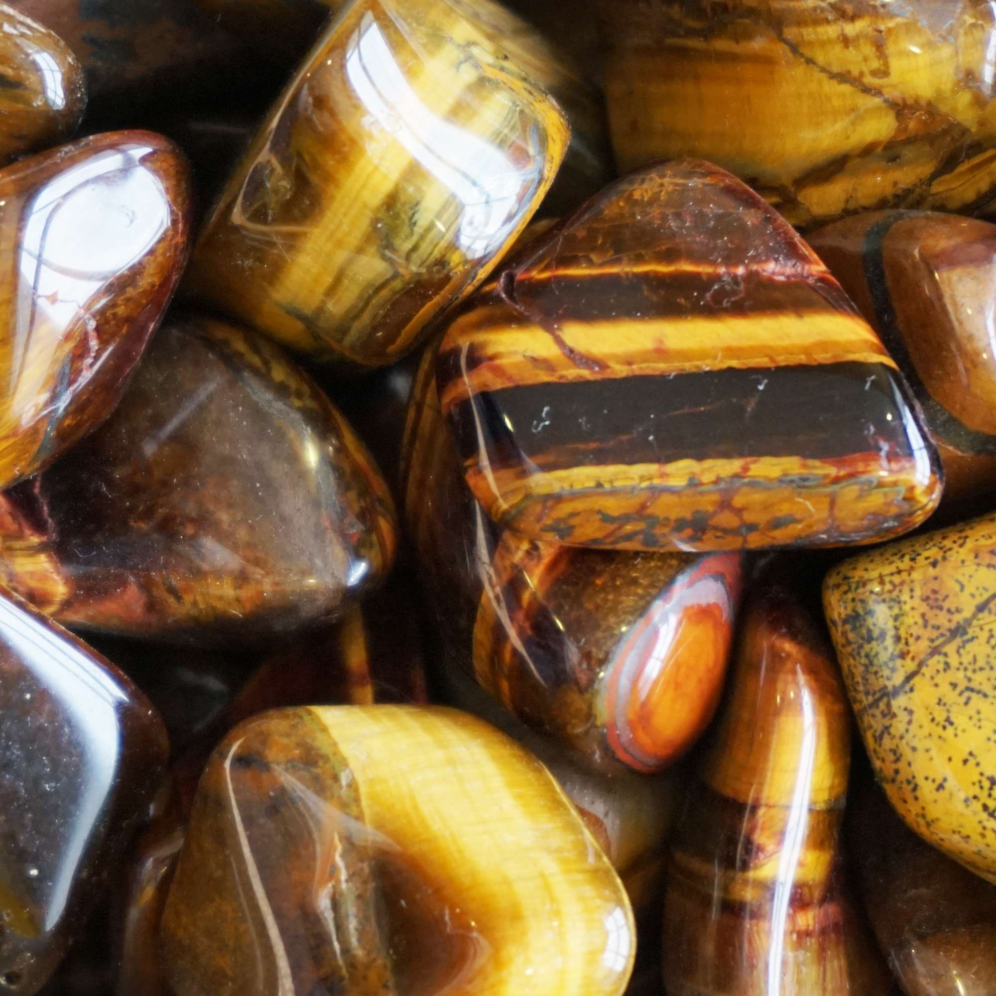 Tiger Eye - Pur Noisetier | Pure Hazelwood